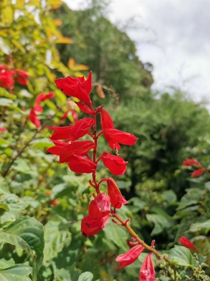 The Galways Edge Homestay Nuwara Eliya Sri Lanka