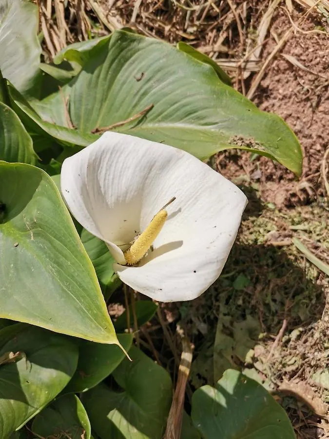 The Galways Edge Homestay Nuwara Eliya 0*,  Sri Lanka